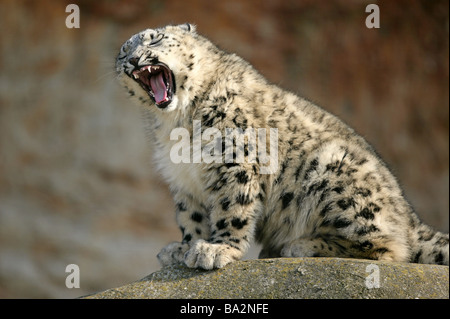 Rock snow leopard Unica università-circa siede sbadigli serie animali selvatici gioco-animale mammifero carnivoro predatori Irbis cat Foto Stock