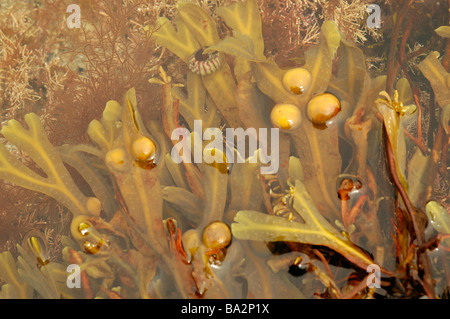 La vescica wrack Fucus vesiculosus mostrando come le vesciche agiscono come galleggianti REGNO UNITO Foto Stock