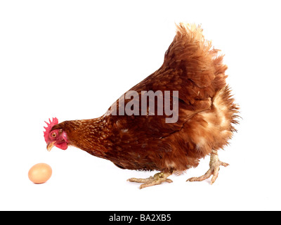 Un pollo e situazione di uovo, un pollo con un uovo. Foto Stock