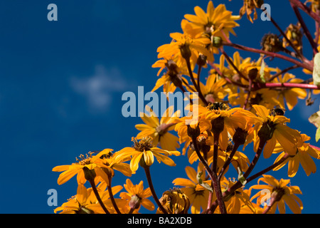 Fiori arancioni oltre il cielo blu. Foto Stock