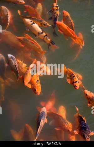 Ornamentali pesci koi in uno stagno presso la cittadella imperiale di Hue Vietnam Foto Stock