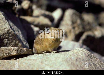 Pika o Cony poggiante sulla roccia, (ochotona princeps) Mt. Evans, Colorado US Foto Stock