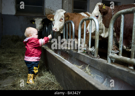 Alimentazione per bimbi più grandi vacche in stalla Baviera Germania Novembre 2008 Foto Stock