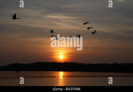 Stormo di cigni volare oltre il tramonto del Lough Neagh County Antrim Irlanda del Nord Foto Stock