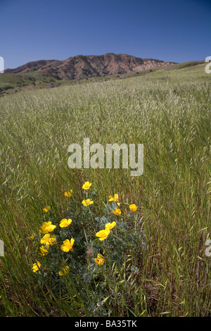 La California di papavero e Montannon Ridge in primavera, Isola di Santa Cruz, Channel Islands National Park, California Foto Stock