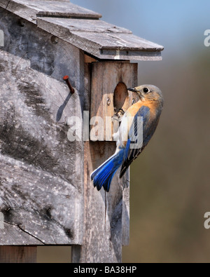 Orientale, Bluebird Sialia sialis, aggrappandosi all'ingresso di una scatola di nido. Oklahoma, Stati Uniti d'America. Foto Stock