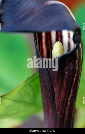 Arisaema sikokianum var henryianium Close up macro immagine viola marrone e bianco fiore con cappuccio cobra lily jack in pulpito Foto Stock