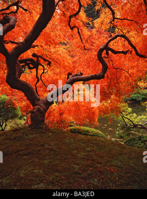 Colore di autunno di un laccio giapponese di foglie di acero in Portland il giardino giapponese. Foto Stock