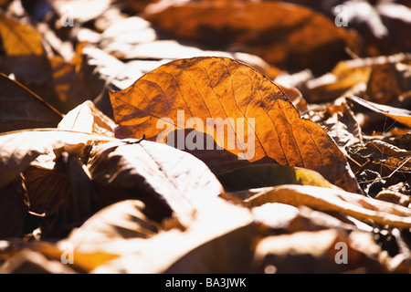 Morto giapponese di foglie di quercia Foto Stock