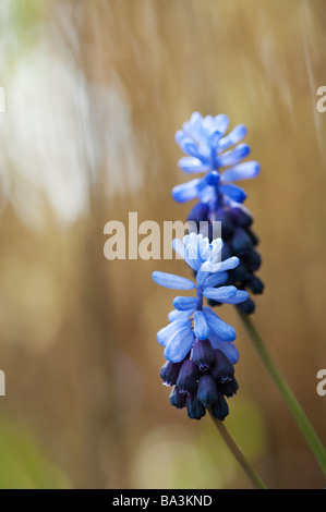 Muscari latifolium. Ampia lasciava uva fiori di giacinto Foto Stock