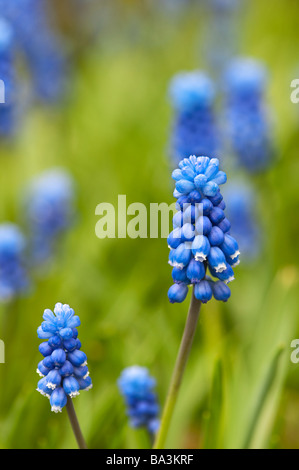 Muscari Armeniacum 'superstar' , uva fiori di giacinto Foto Stock