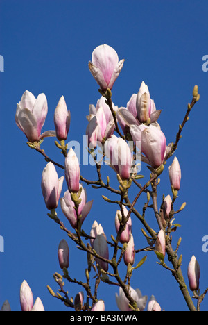 Fiori di Magnolia contro il cielo blu senza nuvole Foto Stock