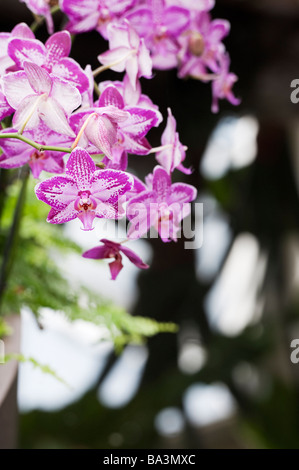 Phalaenopsis orchid 'Miss a Cuba", Moth Orchid. RHS Wisley Gardens Glasshouse, Surrey, Inghilterra Foto Stock