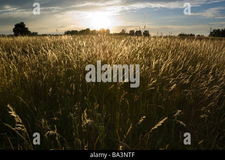 Tramonto sul graminacee selvatiche aRGB Foto Stock