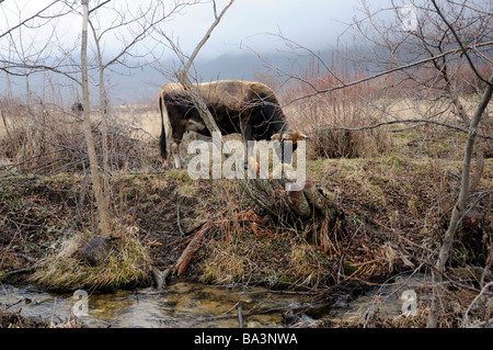 Mucca in piedi in un campo di fronte a un flusso. Predela, rurale della Bulgaria, vicino alla famosa località sciistica di Bansko. Foto Stock