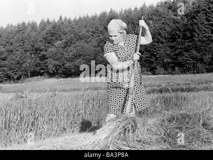 Negli anni settanta, foto in bianco e nero, l'autunno, stagione di mietitura, donna anziana sul campo nel fieno raccolto, di età compresa tra i 50 e i 60 anni, Katharina, D-Kalenborn, Verbandsgemeinde Kaisersesch, Eifel, Renania-Palatinato Foto Stock