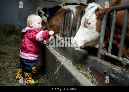 Alimentazione per bimbi più grandi vacche in stalla Baviera Germania Novembre 2008 Foto Stock