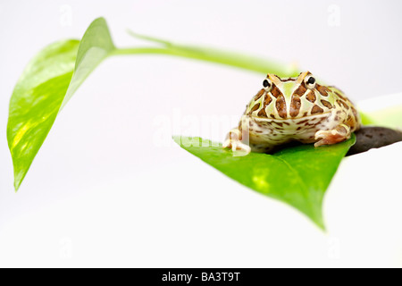 Rana su foglia stretta fino Foto Stock