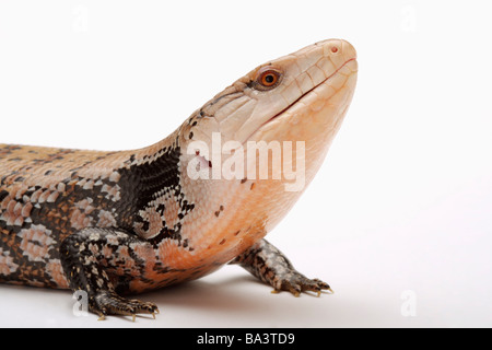 Lizard Tiliqua Nigrolutea close up Foto Stock