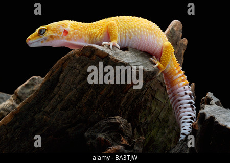 Leopard Gecko in piedi sul moncone Foto Stock
