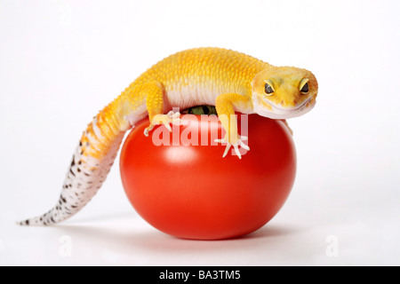 Leopard Gecko di pomodori contro uno sfondo bianco close up Foto Stock