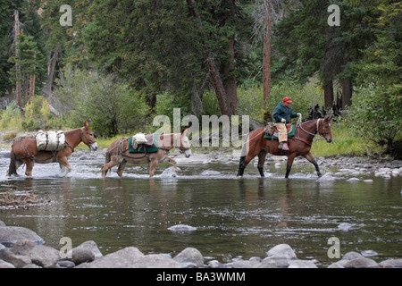 Cowboy a cavallo che portano il mulo treno guadare attraverso Slough Creek nel Parco Nazionale di Yellowstone USA Foto Stock