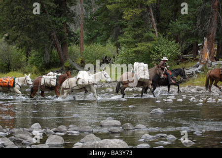 Il cowboy che portano un mulo treno attraverso slough creek nel Parco Nazionale di Yellowstone America del Nord Foto Stock