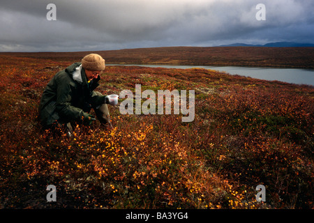 Donna di mirtilli di prelievo in autunno la tundra Wood-Tikchik stato parco Western Alaska estate Foto Stock