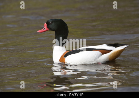 Shelduck comune (Tadorna tadorna) maschio su acqua Martin Mere Wildfowl and Wetlands Trust Wigan Greater Manchester Lancashire England Regno Unito Aprile Foto Stock