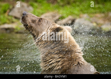 Grizzly scuote la testa per eliminare l'acqua durante il nuoto a Wolverine Creek sul grande fiume laghi in Alaska centromeridionale durante l'estate Foto Stock