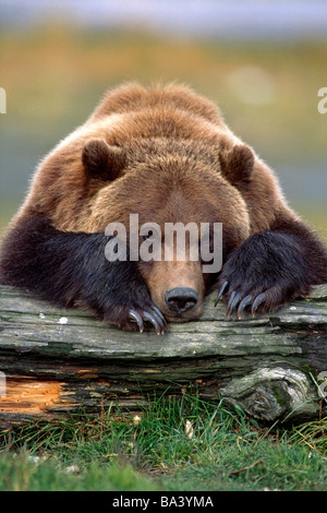 Orso bruno poggia con esso anteriore gambe distese su un log in Alaska Wildlife Conservation Centre, Alaska captive Foto Stock