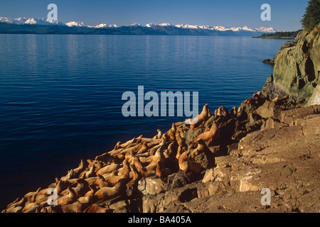 Steller leoni marini su tirate fuori Benjamin Isola Juneau Alaska Southeast estate passaggio interno Foto Stock