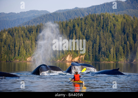 L'uomo kayak di mare vicino a nuoto pod di balene Humpback all'interno del passaggio a sud-est di Alaska composito di estate Foto Stock