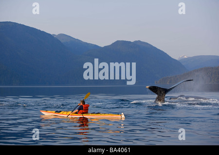 L'uomo kayak di mare vicino a nuoto pod di balene Humpback all'interno del passaggio a sud-est di Alaska composito di estate Foto Stock