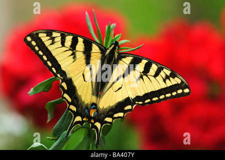 Close up di un canadese Tiger farfalla a coda di rondine con Red Geraniam fiori in background Foto Stock