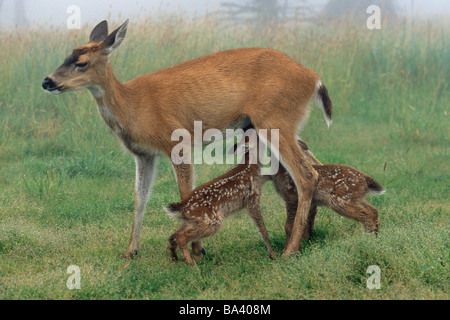 Sitka coda nera doe nursing cerbiatti in foggy prato Captive Alaska Wildlife Conservation Cntr Foto Stock