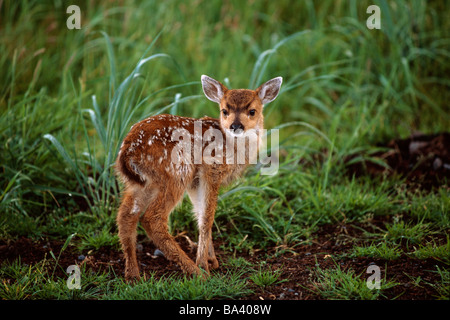 Piccolo Sitka coda nera fawn in prato Captive Alaska Wildlife Conservation Centre Southcental estate Foto Stock