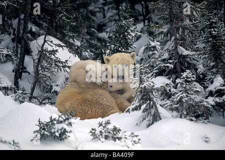 Orso polare madre & Cubs Cuddling insieme nella foresta Churchill in Canada la molla Foto Stock