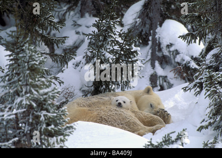 Orso polare madre & Cubs Cuddling insieme nella foresta Churchill in Canada la molla Foto Stock