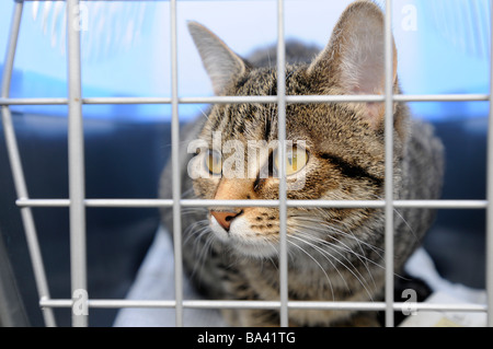 Cat dietro le sbarre del cestello Foto Stock