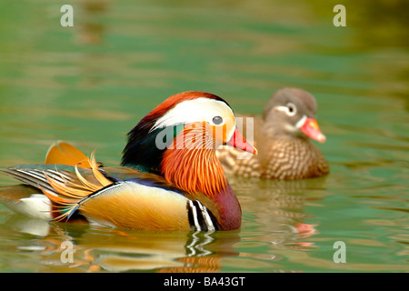 Maschi e femmine di anatra mandarina nuotare in acqua vista laterale Foto Stock