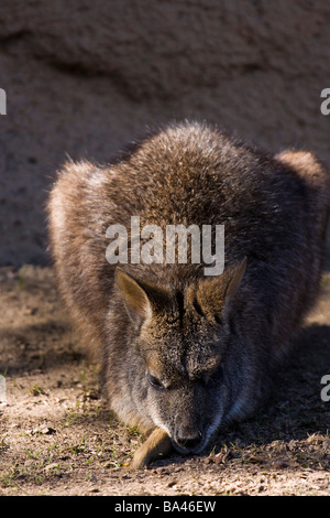 Wallaby in appoggio lo sporco Foto Stock