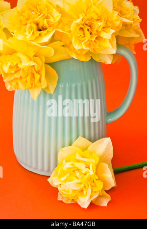 Arrangement of yellow daffodils in pale blue jug on plain orange background Foto Stock