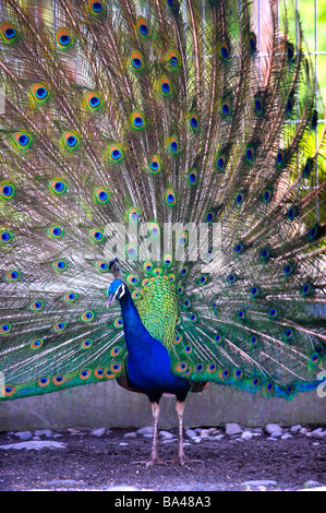 Peacock Visualizzazione penne di coda di frame completo Foto Stock