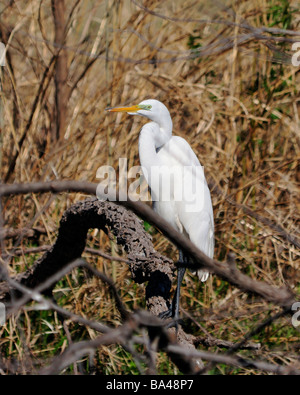 Un Airone bianco maggiore, Ardea alba, posatoi su un albero caduto il ramo. Oklahoma, Stati Uniti d'America. Foto Stock