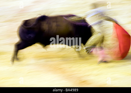 La corrida azione a rallentare la velocità dello shutter Real Maestranza bullring, Siviglia Foto Stock