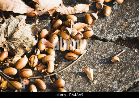 Morto giapponese di foglie di quercia e frutta Acorn Foto Stock