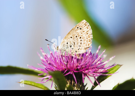 Hairsteak farfalla sui fiori di cardo Foto Stock