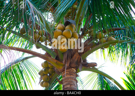 Noci di cocco su albero Foto Stock