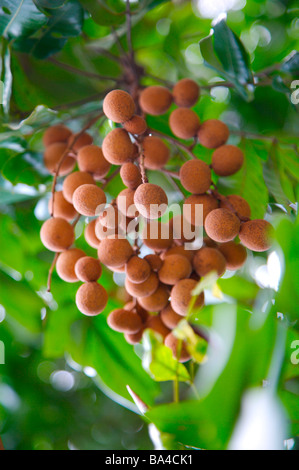 Mazzetto di longans su albero Foto Stock